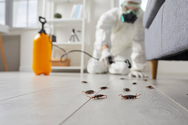Post-Treatment Bed Bug Interceptor Monitoring in Fort Wright